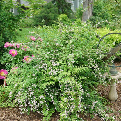 Kolkwitzia Jolene Jolene™ Beautybush