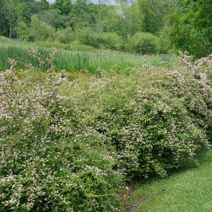 Kolkwitzia Jolene Jolene™ Beautybush
