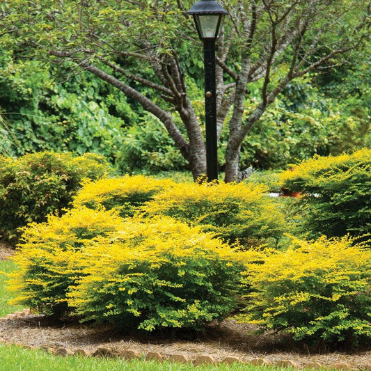 Ligustrum 'Sunshine' Privet