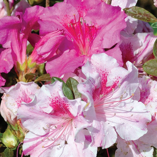 Rhododendron Autumn Twist® Encore® Azalea