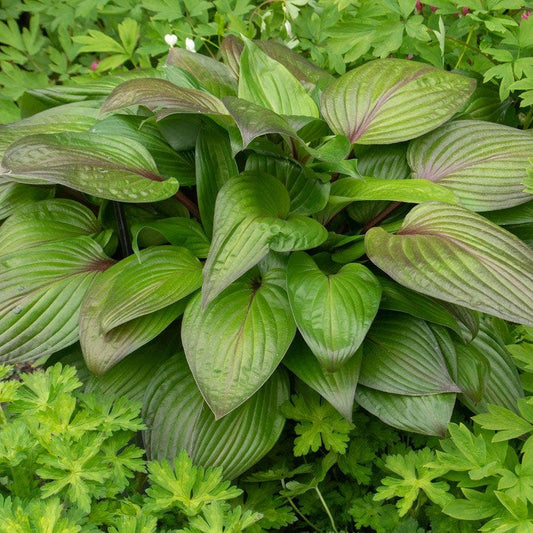 Hosta 'First Blush' Plantain Lily