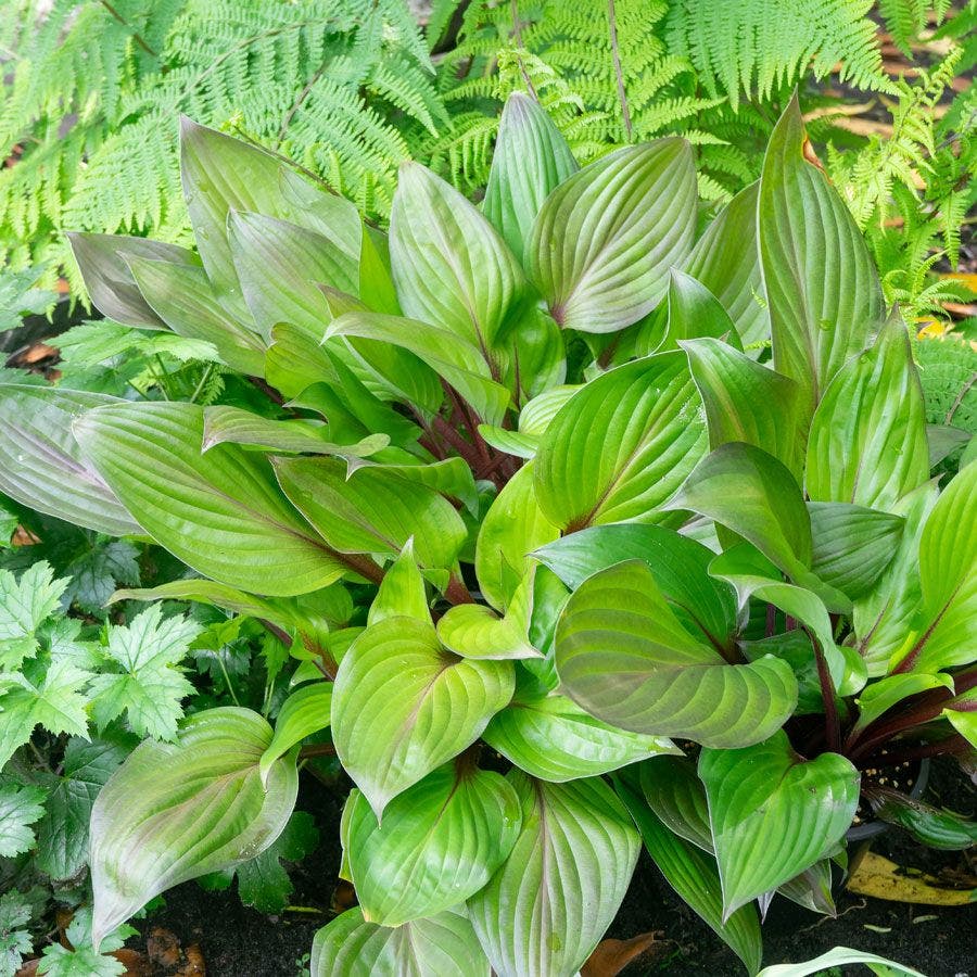 Hosta 'First Blush' Plantain Lily