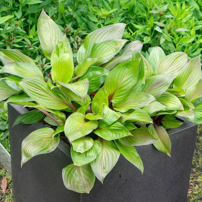 Hosta 'First Blush' Plantain Lily