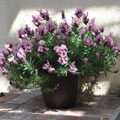 lavish purple lavender plant Lavandula Lavish® Pink Lavender