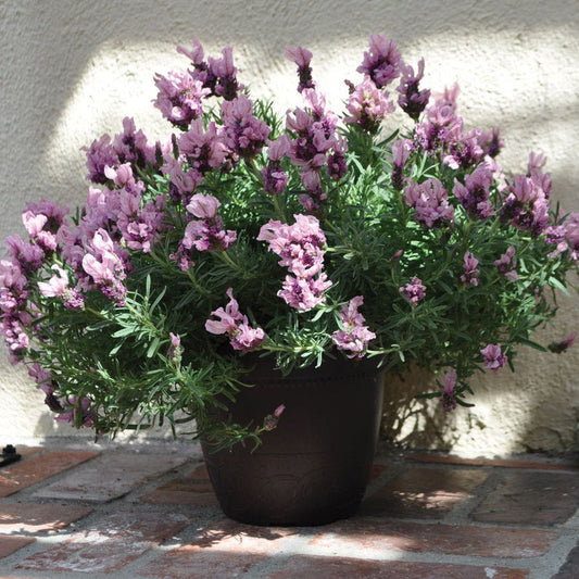 Lavandula Lavish® Pink Lavender