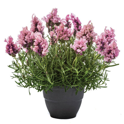lavish lavender rose plant Lavandula Lavish® Pink Lavender – Wayside Gardens