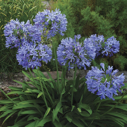 Agapanthus 'Valencia' Lily of the Nile