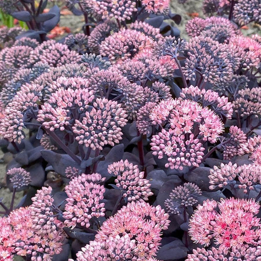 Sedum Mojave Jewels™ 'Sapphire' Stonecrop