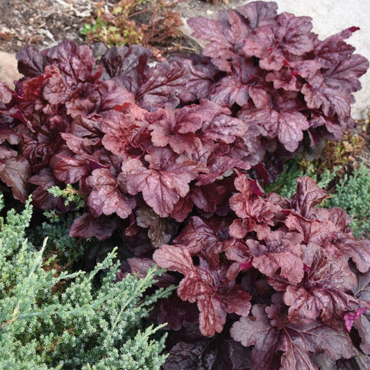 Heuchera 'Red Dragon' Coral Bells