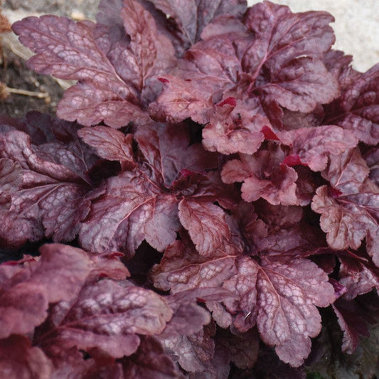 Heuchera 'Red Dragon' Coral Bells