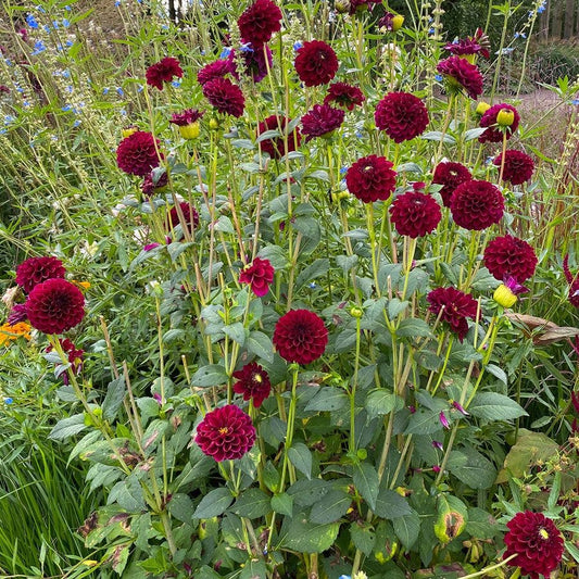 Dahlia 'Arabian Night' Bulb