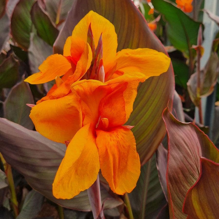 Canna Elite™ 'Orange Chocolate' Canna Lily Bulb