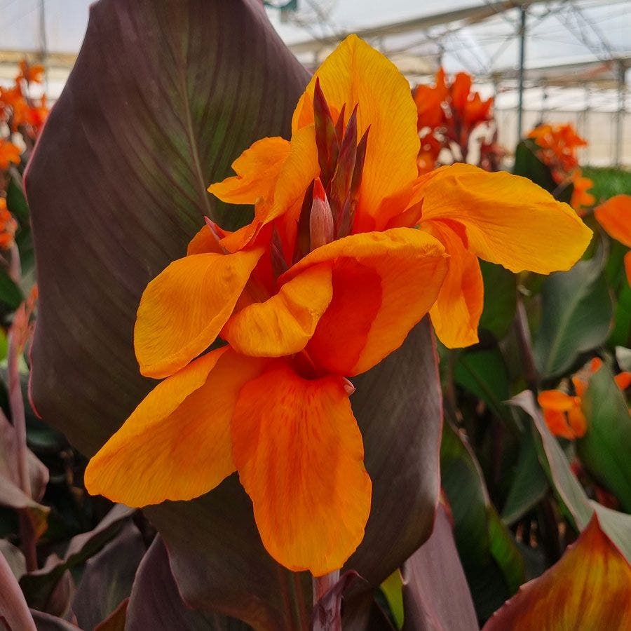 Canna Elite™ 'Orange Chocolate' Canna Lily Bulb