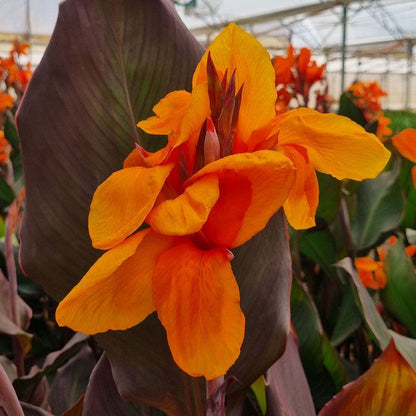 Canna Elite™ 'Orange Chocolate' Canna Lily Bulb