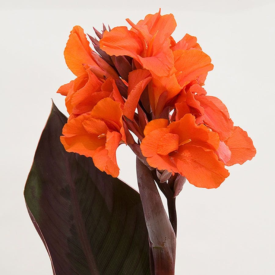 Canna Elite™ 'Orange Chocolate' Canna Lily Bulb