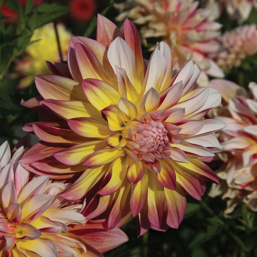 Dahlia Caribbean Fantasy Bulb