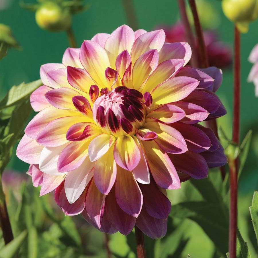 Dahlia Caribbean Fantasy Bulb