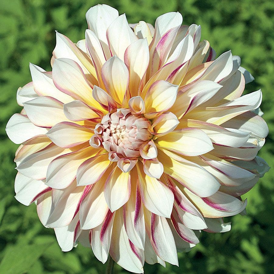 Dahlia Caribbean Fantasy Bulb