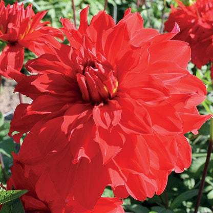 Dahlia 'Barbarossa' Bulb
