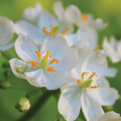 Diphylleia Skeleton Flower