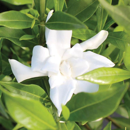 Gardenia 'Frost Proof'