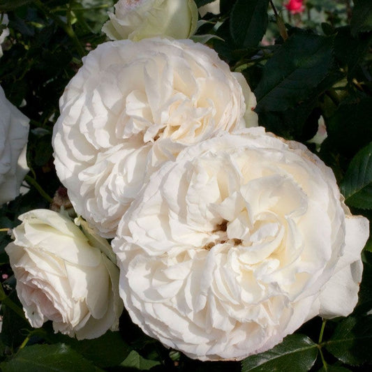 Rosa Eden Climber® White