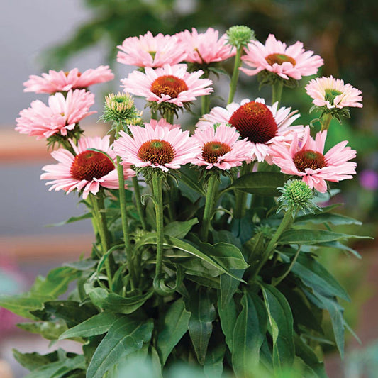 Echinacea SunSeekers® Salmon Coneflower