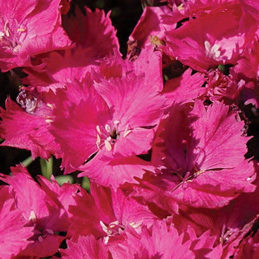 Dianthus Vivid™ Bright Lights