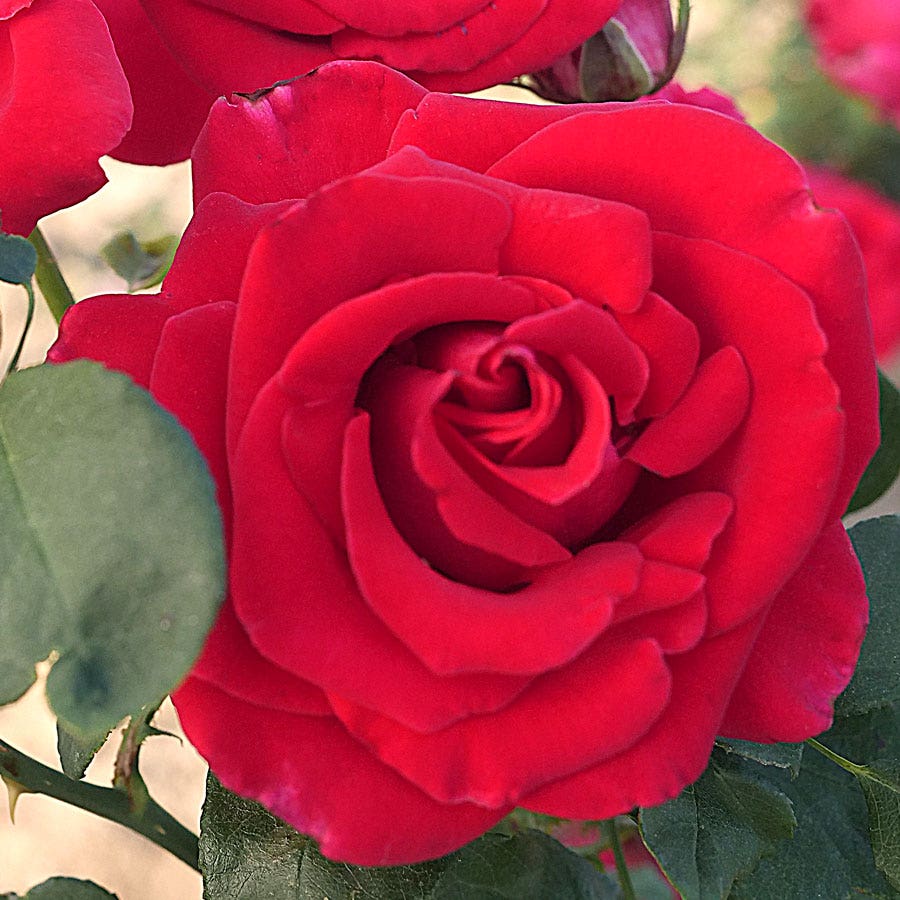 Rosa Red 36-Inch Tree – Wayside Gardens