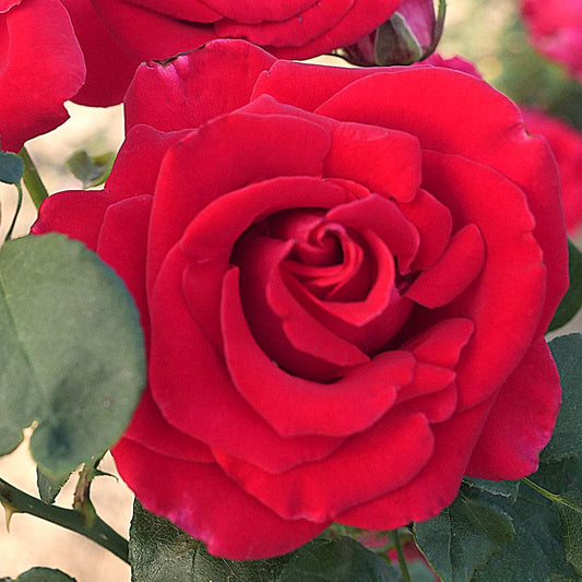 Rosa Red 36-Inch Tree
