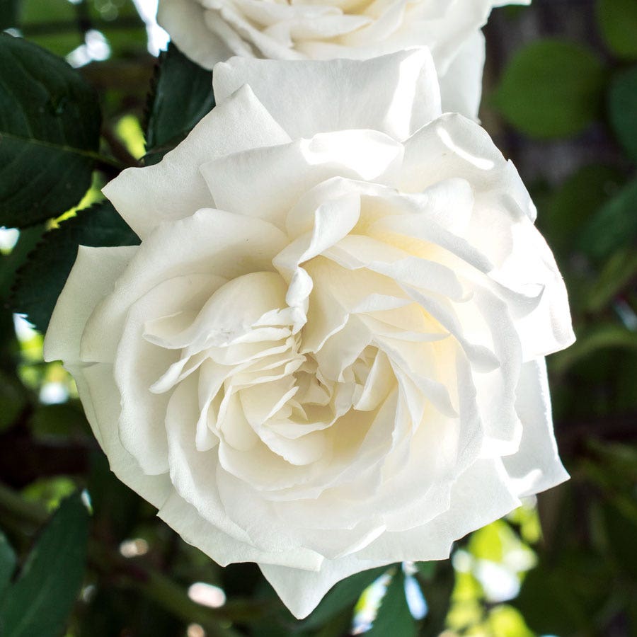 Rosa White 36-Inch Tree – Wayside Gardens