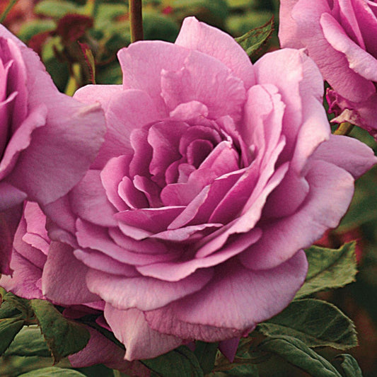 Rosa Purple 36-Inch Tree