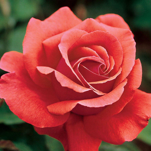 Rosa Orange 36-Inch Tree