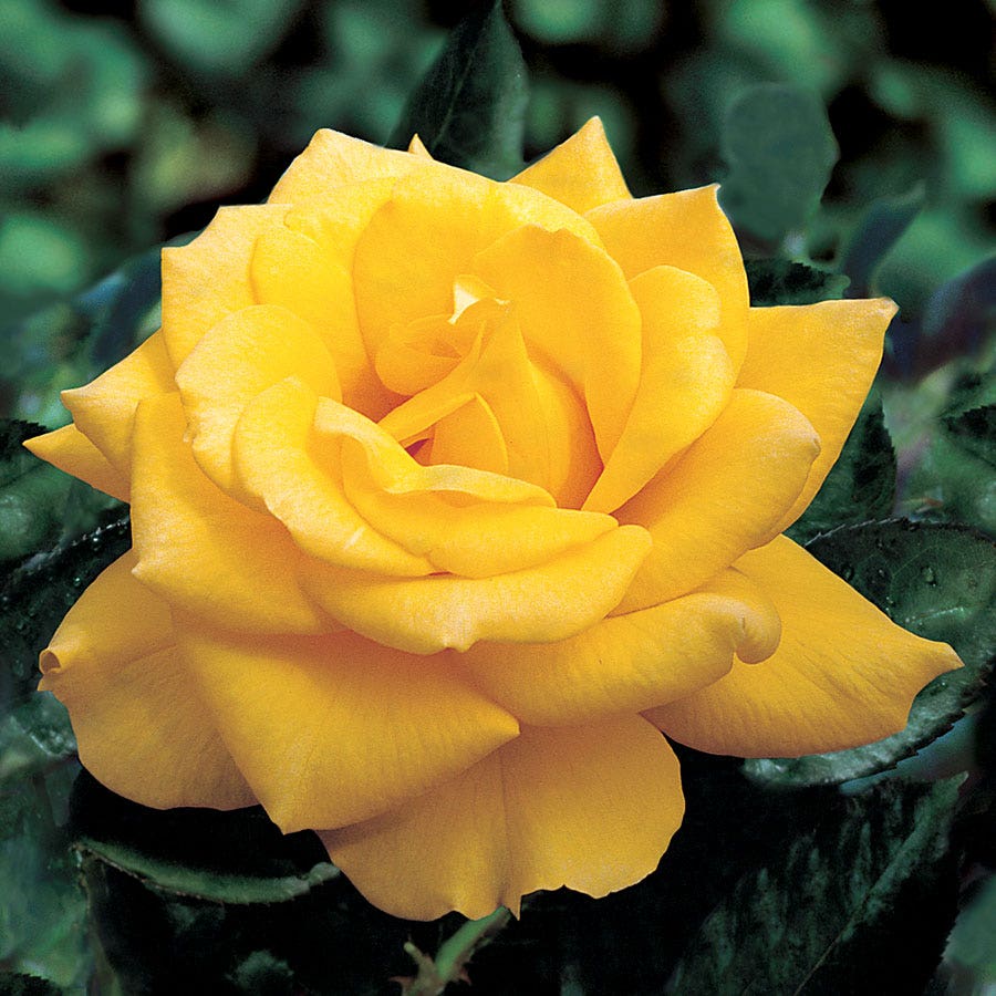 Rosa Yellow 36-Inch Tree