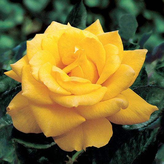 Rosa Yellow 36-Inch Tree