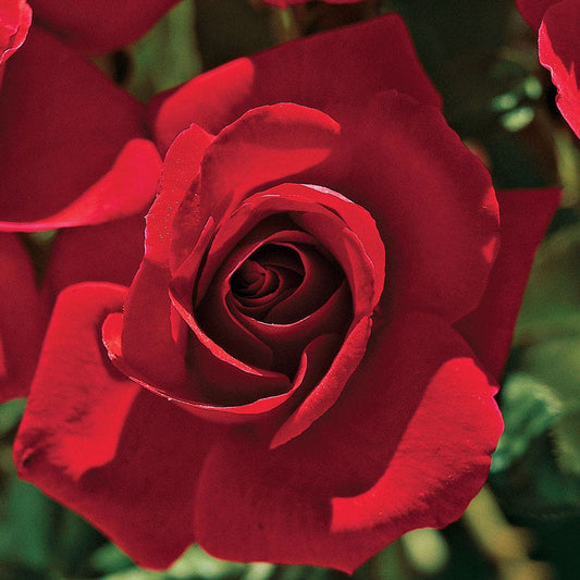 Rosa Red 24-Inch Patio Tree