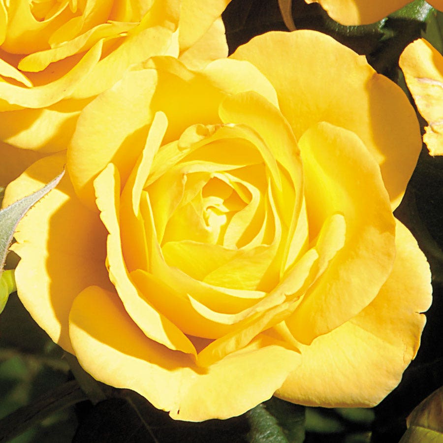 Small Tree Yellow Roses Rosa Yellow 24-Inch Patio Tree – Wayside Gardens