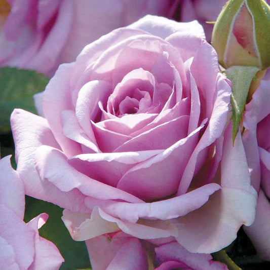 Rosa Lavender 24-Inch Patio Tree