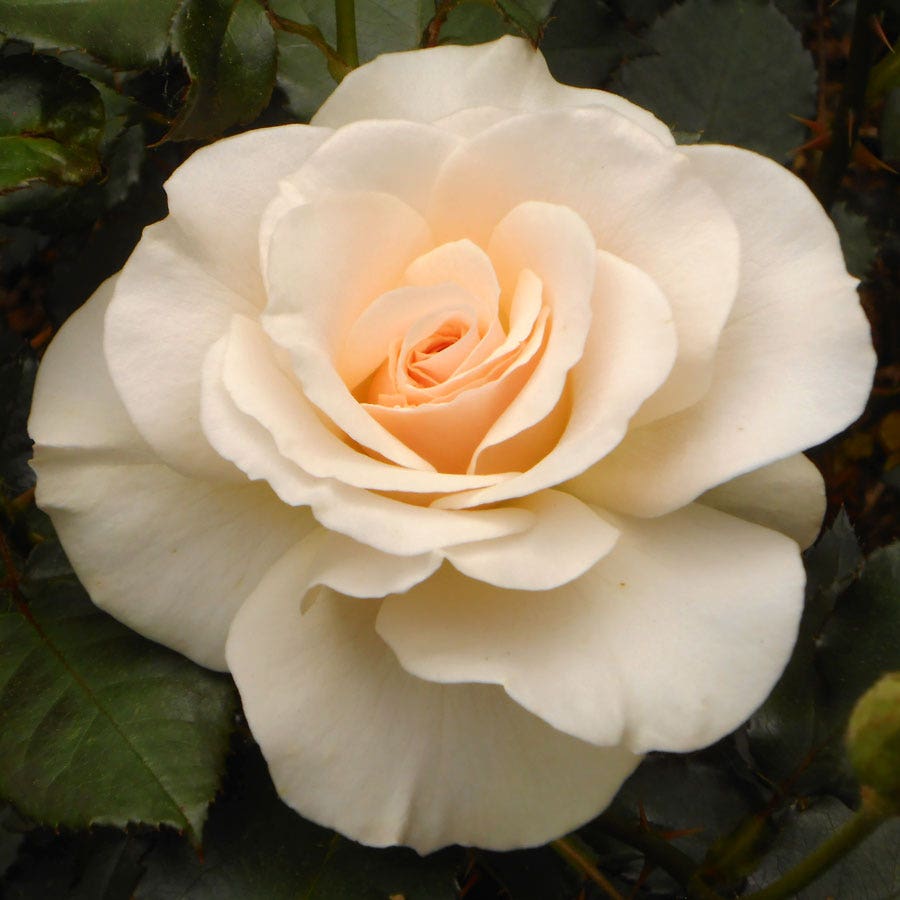 Rosa Cream 24-Inch Patio Tree