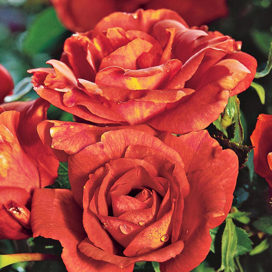Rosa Orange 24-Inch Patio Tree