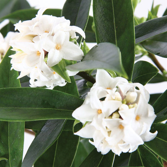 Daphne Perfume Princess™ White