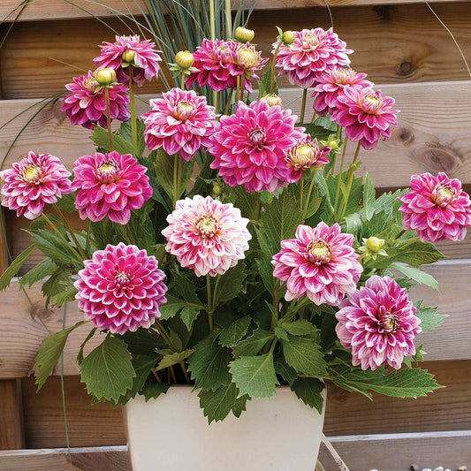Dahlia 'Go Go Two Tone' Dahlia Bulbs