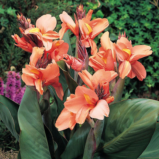 Tropical Sunrise Canna Lily Bulbs