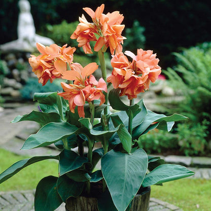 Tropical Sunrise Canna Lily Bulbs