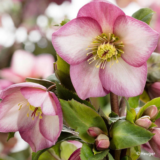 Helleborus HGC® Ice N' Roses® Rose Hellebore