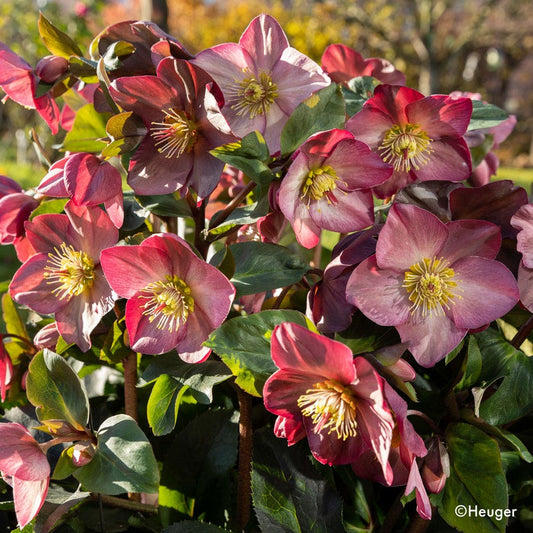 Helleborus HGC® Ice N' Roses® Rose Hellebore