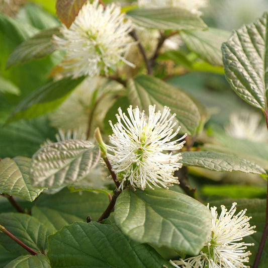 Fothergilla Legend Of The Fall® Bottlebrush