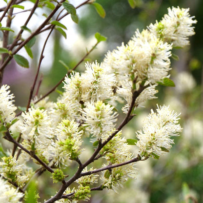 Fothergilla Legend Of The Fall® Bottlebrush