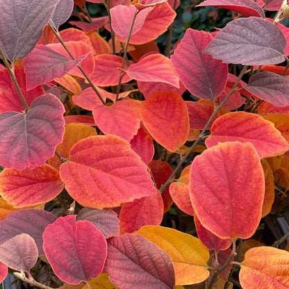 Fothergilla Legend Of The Fall® Bottlebrush