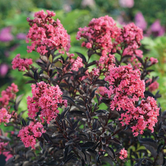 Lagerstroemia Center Stage® Coral Crapemyrtle
